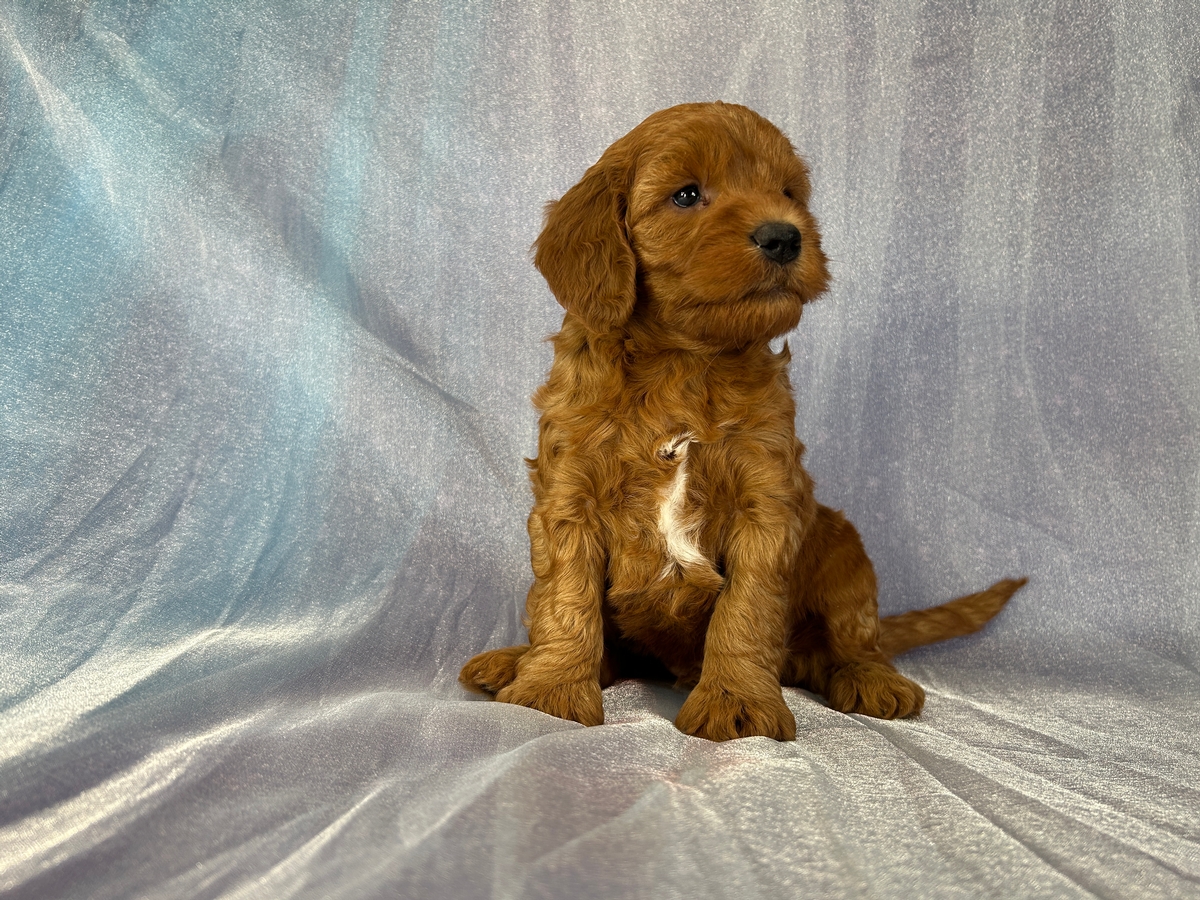Male F1b Miniature Goldendoodle Puppy for Sale DOB 3-1-2026 $1200
